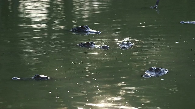 鳄鱼在水里视频素材