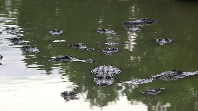 水中的许多短吻鳄，完全静止视频素材