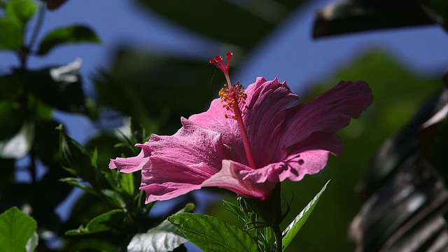 粉红色的花铜视频素材