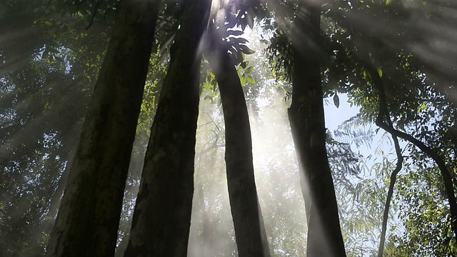 迷雾森林里的阳光视频素材