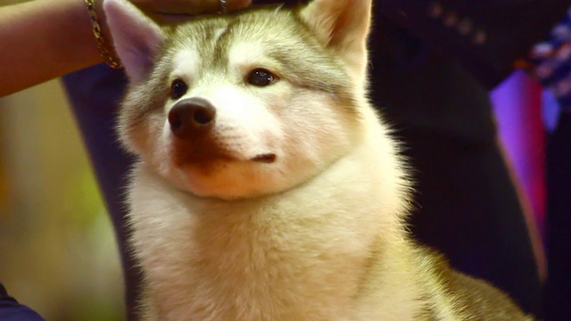 西伯利亚雪橇犬的狗视频素材