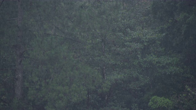 墨西哥的埃尔特里温福云森林下起了暴雨。视频素材