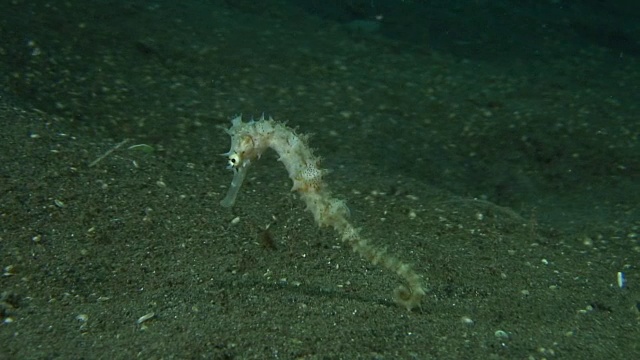 海马视频素材