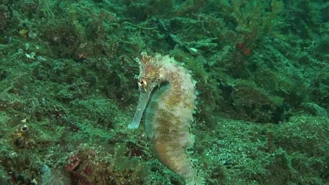 海马视频素材