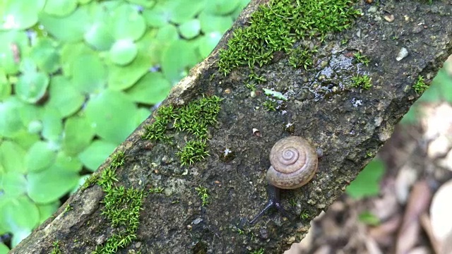 蜗牛视频素材