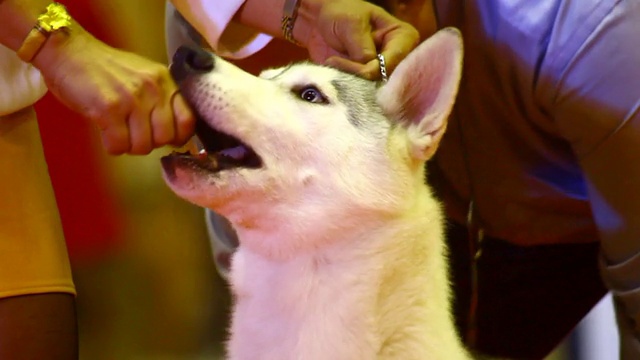 西伯利亚雪橇犬的狗视频素材