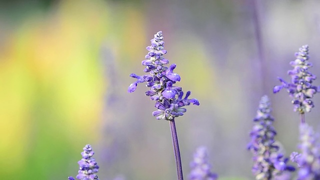 蜜蜂的昆虫视频素材