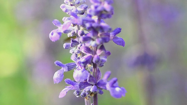 蜜蜂的昆虫视频素材