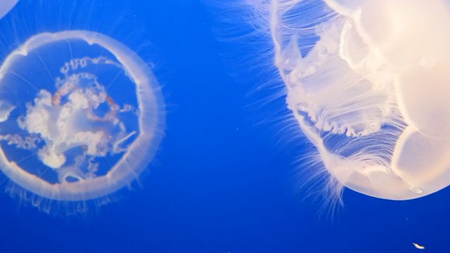 水母视频下载