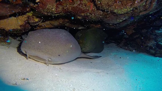 护士鲨鱼与绿色海鳗视频素材