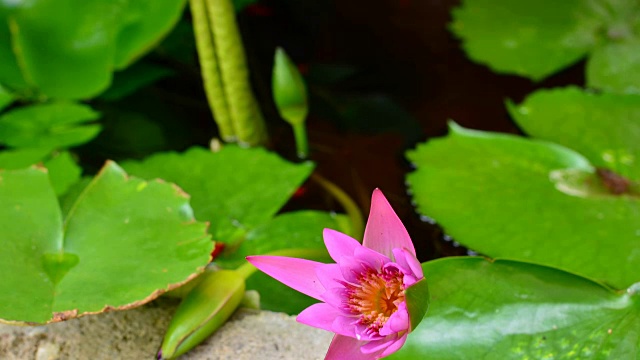 莲花盛开的视频素材