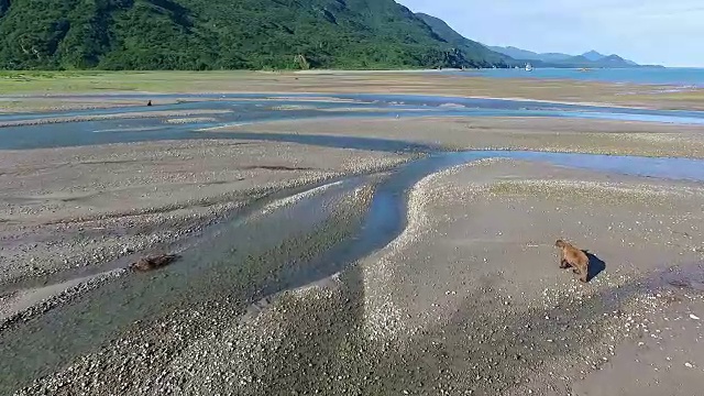 宽空中跟随一只棕熊走过海岸河口视频素材