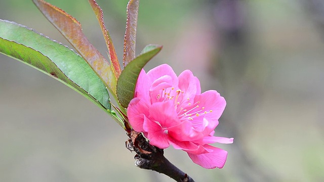 梅花视频素材