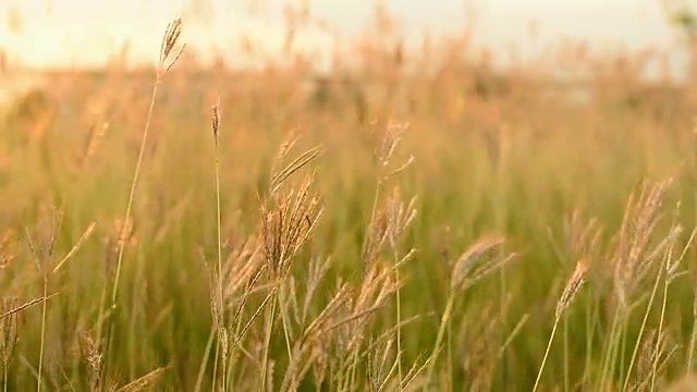 背景草和阳光视频素材