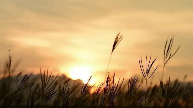 天空，夕阳，芦苇在微风中摇曳。视频素材