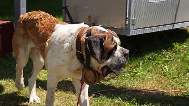 圣伯纳德犬视频素材