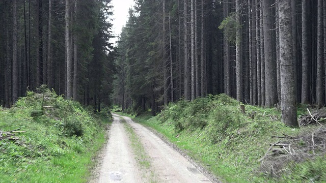 沿着云杉林中的道路视频素材