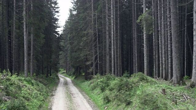 航拍一条穿过云杉林的道路视频素材