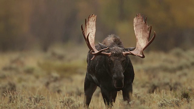 一只巨大的公驼鹿(Alces Alces)在雨中行走视频素材