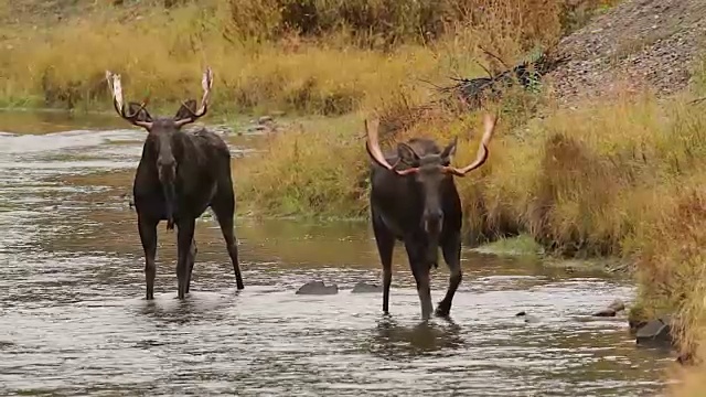 射击2公牛驼鹿(Alces Alces)在发情期，行走在蛇河视频素材