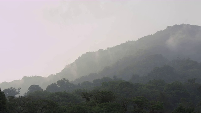 在墨西哥的El Triunfo生物圈保护区的树冠上。视频素材