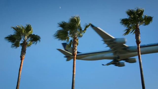 新加坡航空公司的空客A340在迎着风的棕榈树的框架中飞行视频素材