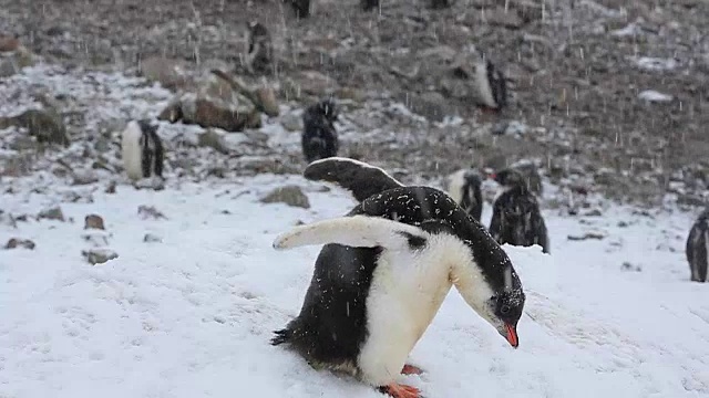 小巴布亚企鹅在飘落的雪中玩耍视频下载