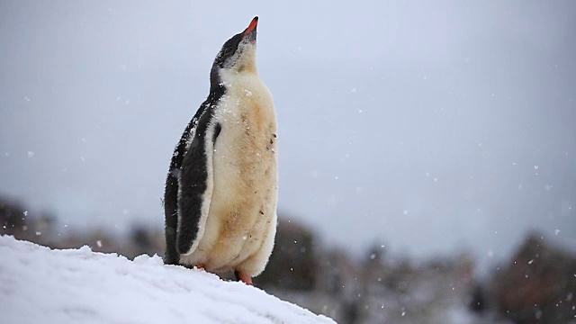 巴布亚企鹅小企鹅从空中捕捉雪花视频素材