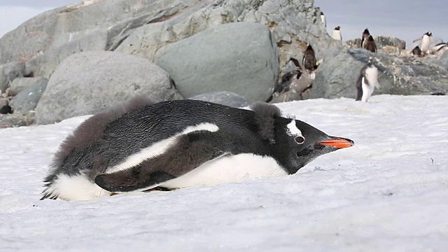 巴布亚企鹅躺在阳光下吃雪视频下载