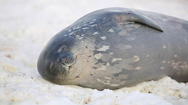 威德尔海豹在雪地上睡觉视频素材