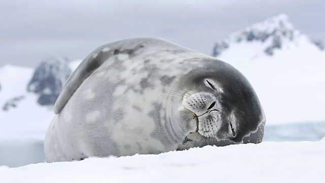 威德尔海豹在雪地上睡觉视频下载