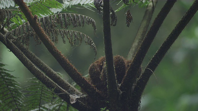 在墨西哥的El Triunfo生物圈保护区，翻出一株树蕨(Cyathealas)的树干。视频素材