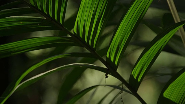 在墨西哥的El Triunfo生物圈保护区，潘穿过植物的叶子。视频素材