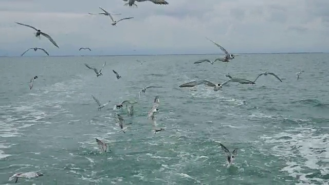 一艘船跟随海鸥飞过泡沫航迹在一艘游轮的船尾视频素材