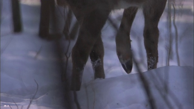 俄罗斯白雪皑皑的森林里的马拉尔鹿视频素材