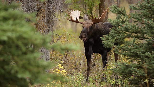 MS拍摄了一只大的公驼鹿(Alces Alces)在发情期，站在森林里打哈欠视频素材