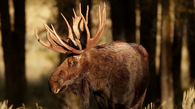 MS拍摄了一个大的公驼鹿(Alces Alces)在车辙，走向镜头视频素材