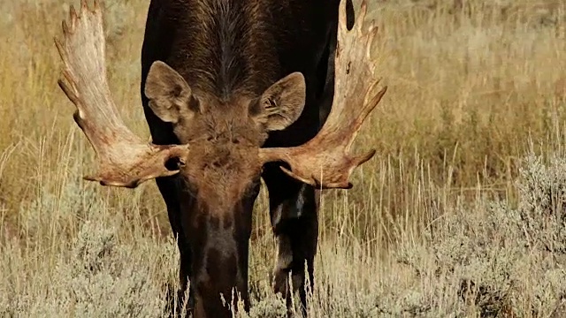 MS/TS拍摄到一只大型公驼鹿(Alces Alces)在车辙中，直接走进镜头视频素材