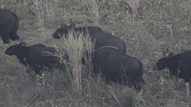 高尔（布什高鲁斯·劳辛西斯）视频素材