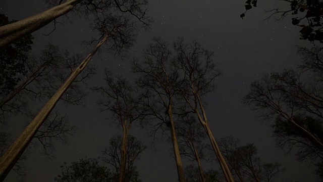 天体摄影在森林上空用干树留下的星迹。视频素材