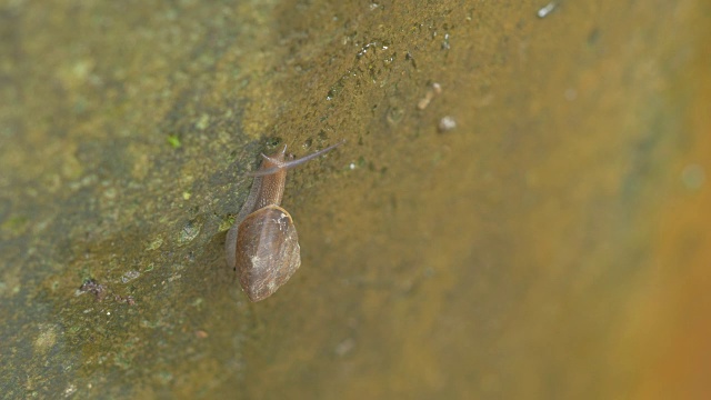 蜗牛视频素材