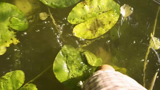 赤脚在湖水中行走视频下载