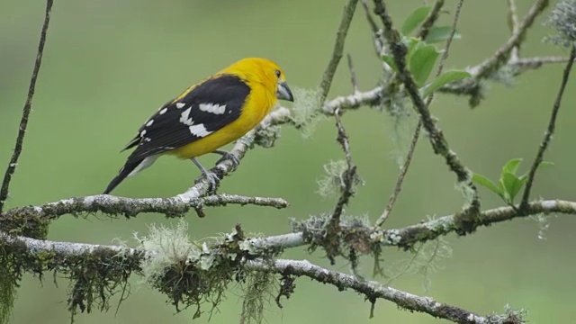 一只墨西哥黄鸟(Pheucticus chrysopeplus)从树枝上飞下来。视频素材