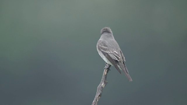 近距离拍摄哈蒙德flycatcher (Empidonax hammondii)栖息在光秃秃的树枝上。视频素材