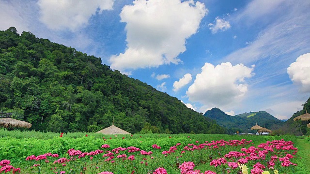 自然花木秀美，在冬季的昂康、清迈视频素材