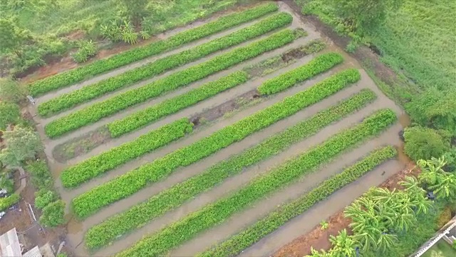 空中射击:菜园视频素材