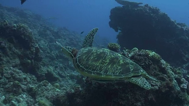 绿海龟视频素材