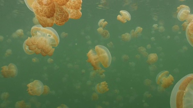 水母湖视频素材