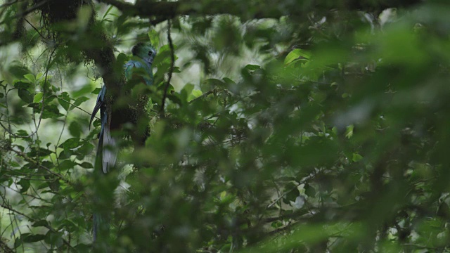 在El Triunfo生物圈保护区，一只金灿灿的quetzal (Pharomachrus mocinno)栖息在一棵树上。视频素材