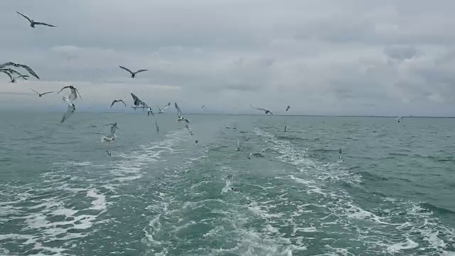 一艘船跟随海鸥飞过泡沫航迹在一艘游轮的船尾视频素材